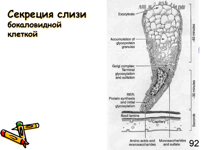 Секреция слизи бокаловидной клеткой 92